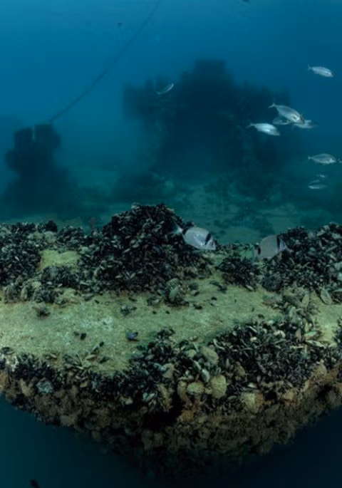 Vorschau des Tauchers, der unter Wasser taucht