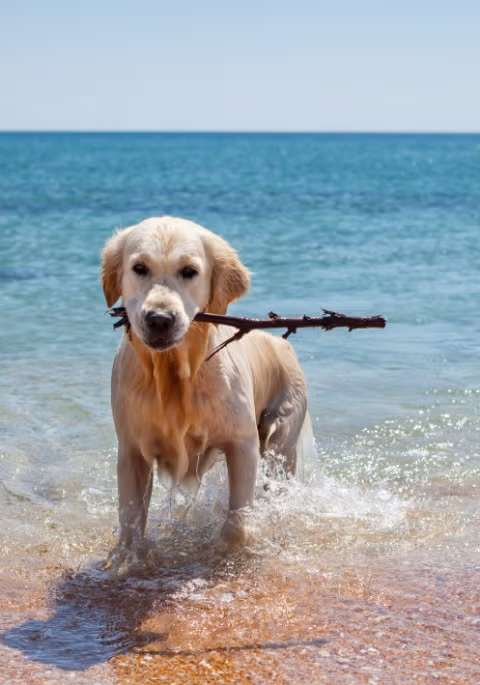 Foto eines Hundes am Hundestrand in Numana