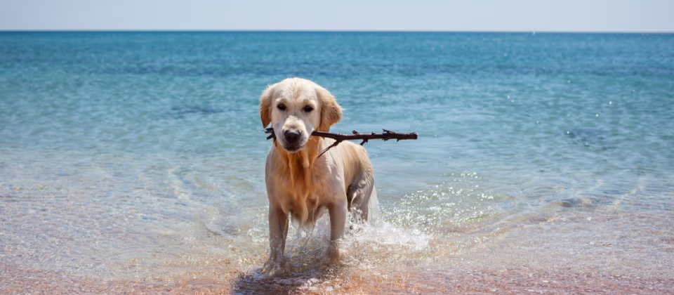Photo of a dog on the dog beach in Numana