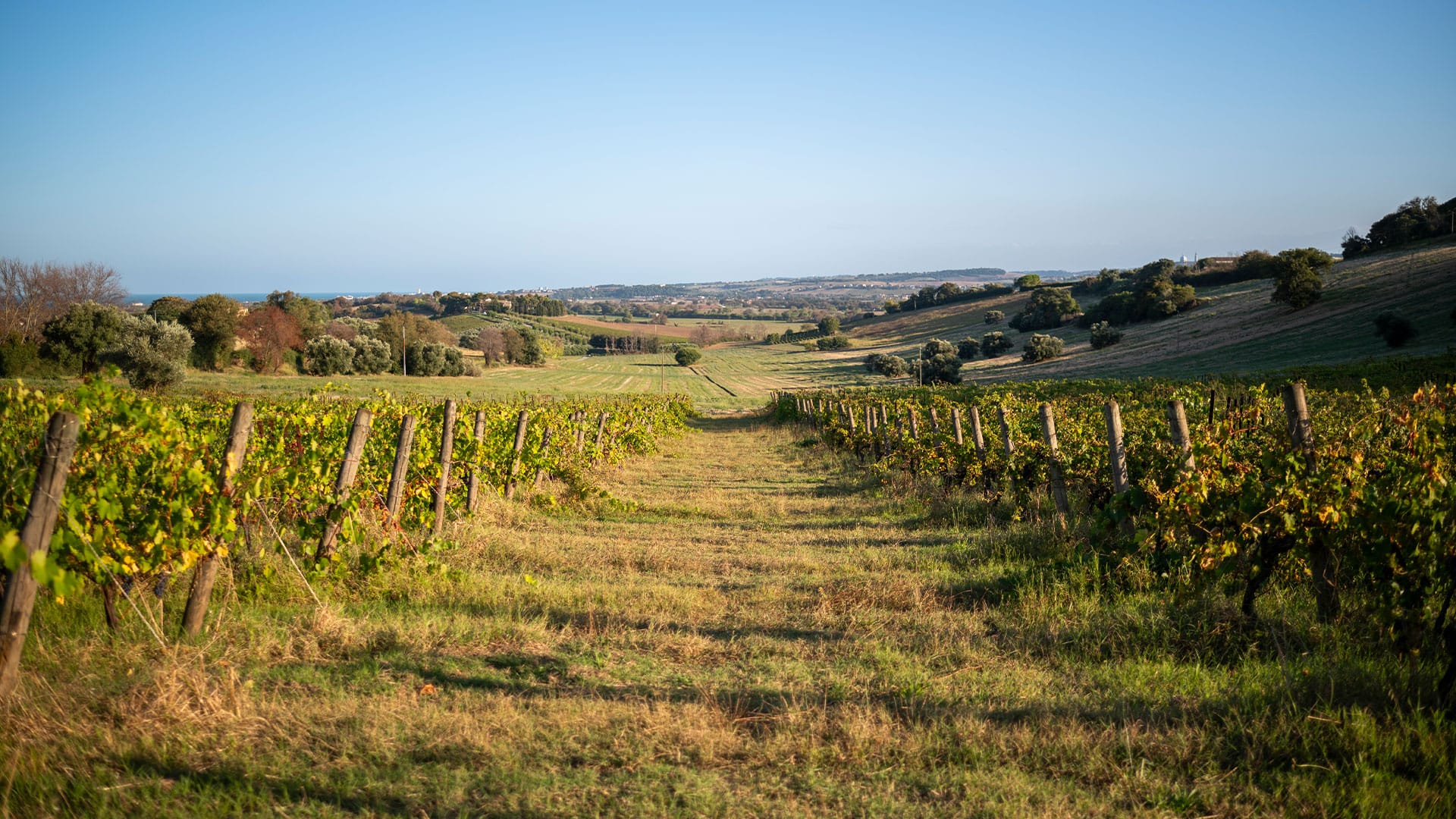 Le cantine vinicole di Numana