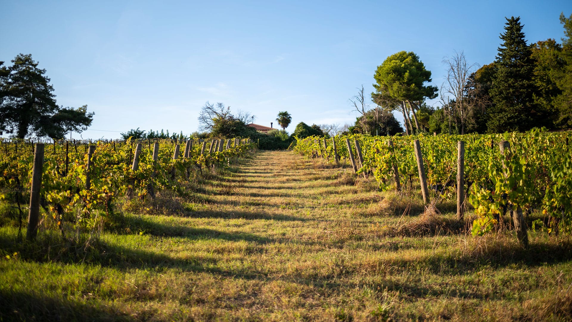 Le cantine vinicole di Numana
