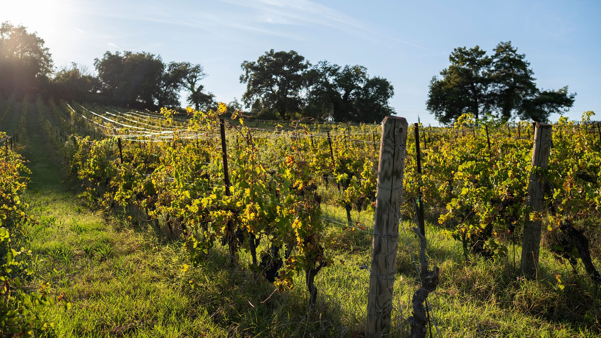 Le cantine vinicole di Numana