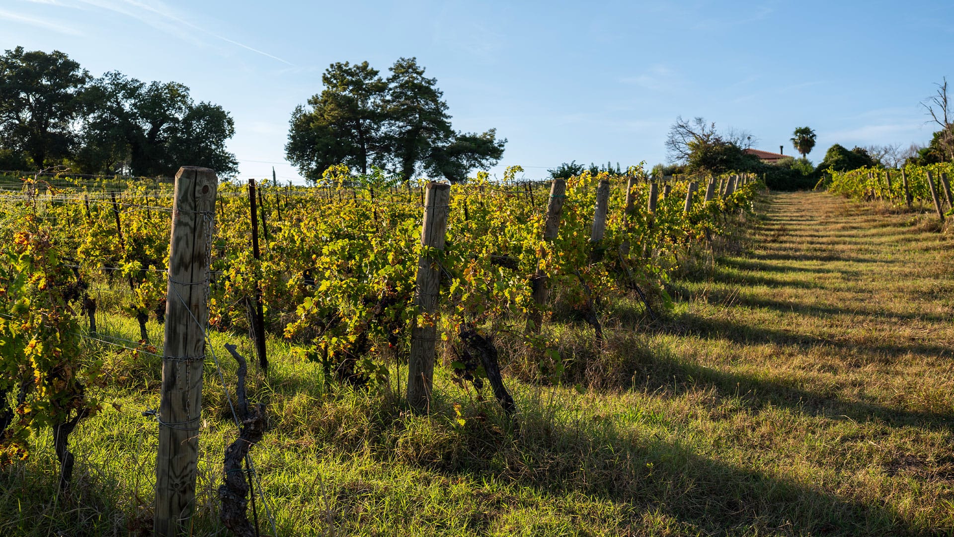 Le cantine vinicole di Numana