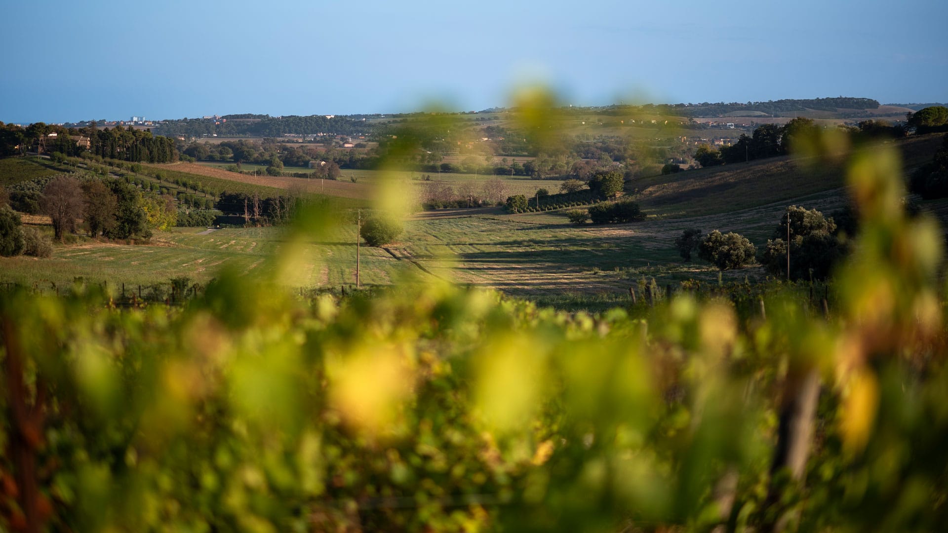Le cantine vinicole di Numana